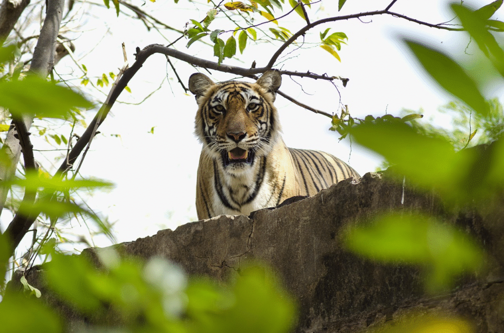 Bengal tiger in Ranthambore National Park, a defining wildlife experience on temples and tigers extensions to the Golden Triangle.